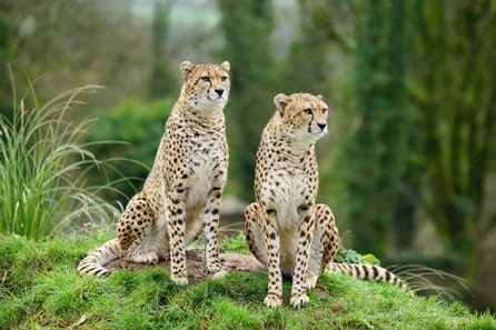 Walk on the Wild Side and Meet the Animals for Two at Dartmoor Zoo