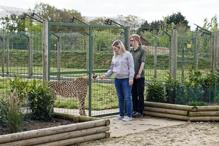 Luxury Lodge Stay with Dining and Hand Feeding Experience for Two at The Big Cat Sanctuary