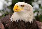 Introduction to Eagle Handling