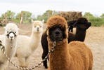 Alpaca Trekking and Entry to Eagle Heights Wildlife Foundation for Two