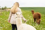 Alpaca Trekking and Entry to Eagle Heights Wildlife Foundation for Two