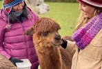 Alpaca Walking Experience for Two at Middle England Farm