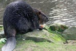 Beaver Close Encounter at Drusillas Park
