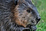 Beaver Close Encounter at Drusillas Park
