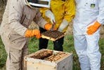Become a Beekeeper Two Day Workshop at The Bee School