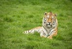 Big Cats Photography Experience