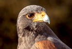 Bird of Prey Experience at North Somerset Bird of Prey Centre