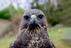Bird of Prey Experience for Two at Willow’s Bird of Prey Centre