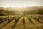 Bluebell Vineyard Estates Tour with Cheese and Wine Tasting for Two