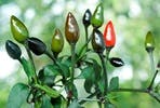 Chilli Grower Workshop for Two