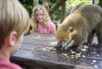 Coati Close Encounter at Drusillas Park