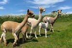 Cria Watch, the Baby Alpaca Experience for Two at Charnwood Forest