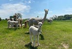 Cria Watch, the Baby Alpaca Experience for Two at Charnwood Forest