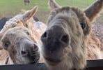 Donkey Grooming for Two at Charnwood Forest