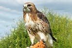 Full Day Falconry Experience at The Falconry School