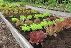Grow your Own Family Favourites Veg Patch from Rocket Gardens