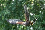 Hawk Walk for Two at Millets Falconry Centre