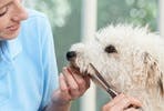 Introduction to Dog Grooming 15 Part Online Course