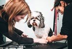 Introduction to Dog Grooming