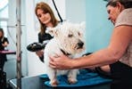 Introduction to Dog Grooming