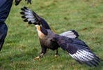 Introduction to Falconry at Willow’s Bird of Prey Centre