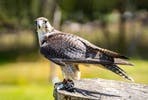 Junior Falconry Experience at Willow’s Bird of Prey Centre
