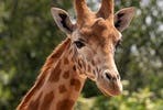 Junior Keeper Experience with Lunch and Day Admission to South Lakes Safari Zoo