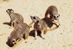 Meet the Meerkats for One