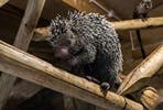 Meet the Porcupines at Hemsley Conservation Centre