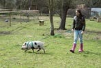Miniature Farm Animal Experience with Sweet Treats and Tea for Two at Huckleberry Woods