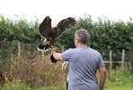 One Hour Private Falconry Encounter for Two at Millets Falconry