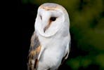 Owl Experience at North Somerset Bird of Prey Centre