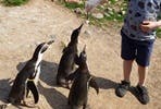 Penguin Encounter with Day Admission at South Lakes Safari Zoo