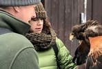 Premier Falconry Experience at Icarus Falconry Centre