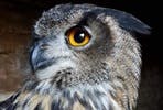 Premier Falconry Experience at Icarus Falconry Centre