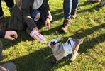 Pygmy Goat Play for Two
