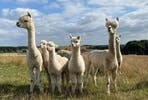 Romantic Date Night with Alpacas, Cream Tea  and Prosecco for Two at Charnwood Forest