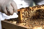 Rural Beekeeping and Honey Craft Beer Tasting for Two