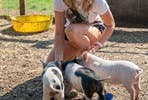 The Pig Enthusiast Experience at Kew Little Pigs