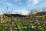 Tour and Tasting with Lunch for Two at Chilford Hall Vineyard