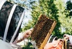 Urban Beekeeping and Honey Craft Beer Tasting for Two