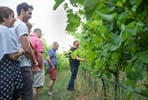 Vineyard Tour and Tasting for Two at Woodchester Valley