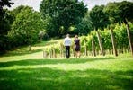 Vineyard Tour and Wine Tasting for Two at Chapel Down Winery